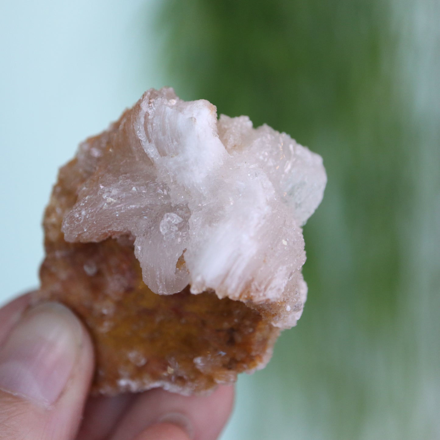 Gypsum var. Rams horn