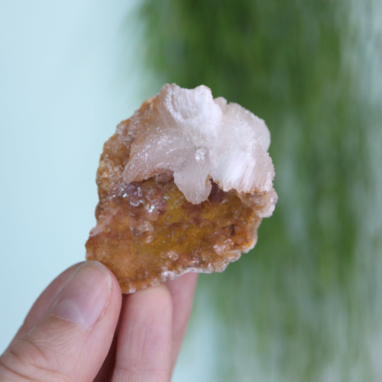 Gypsum var. Rams horn