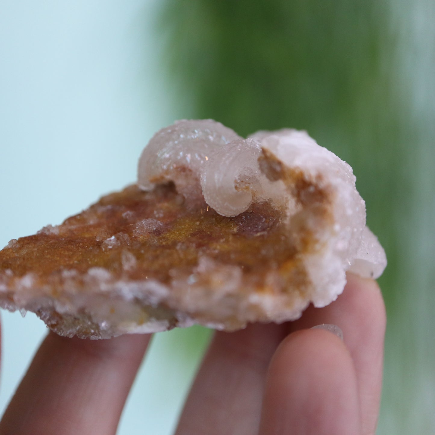 Gypsum var. Rams horn