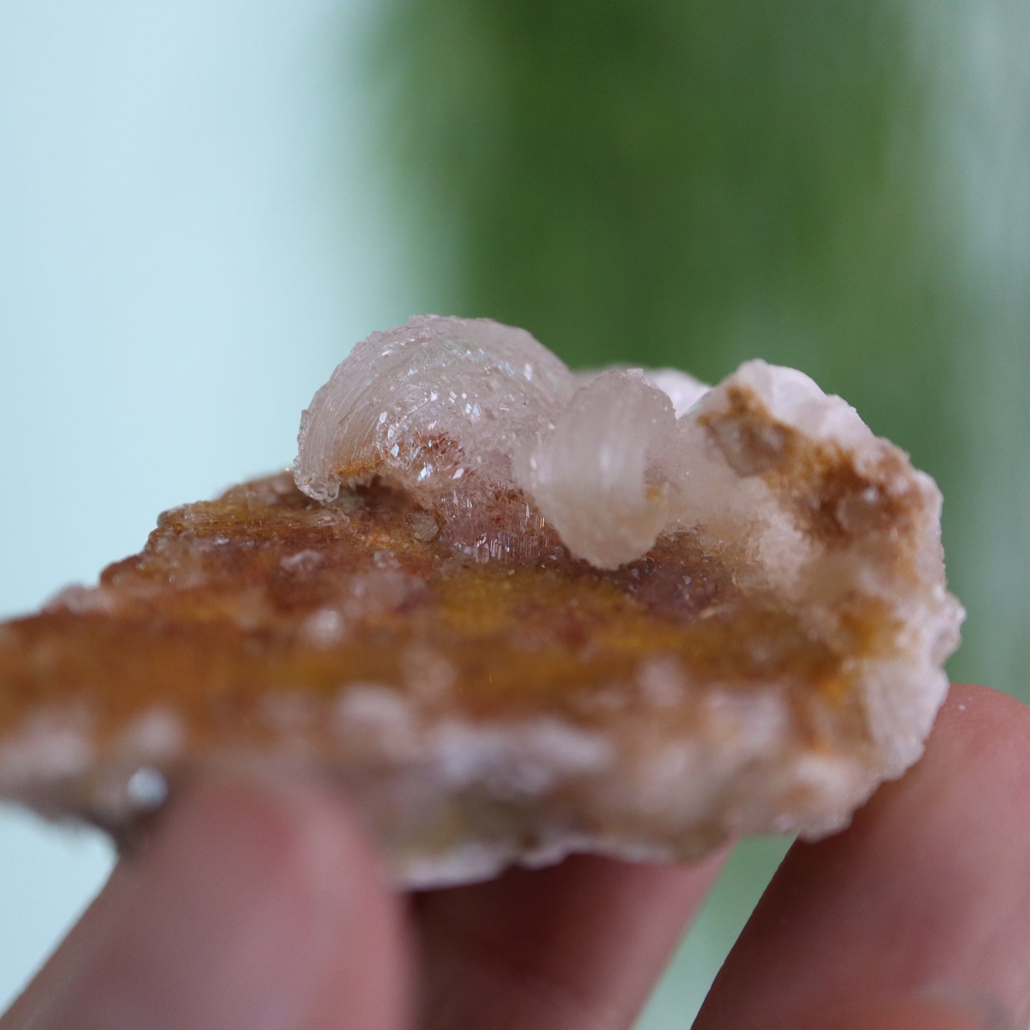 Gypsum var. Rams horn