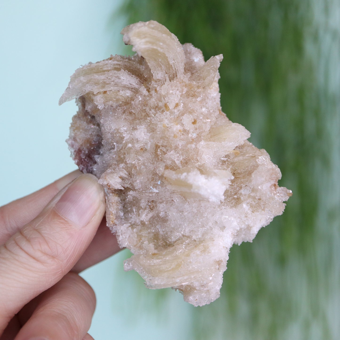 Gypsum var. Rams horn