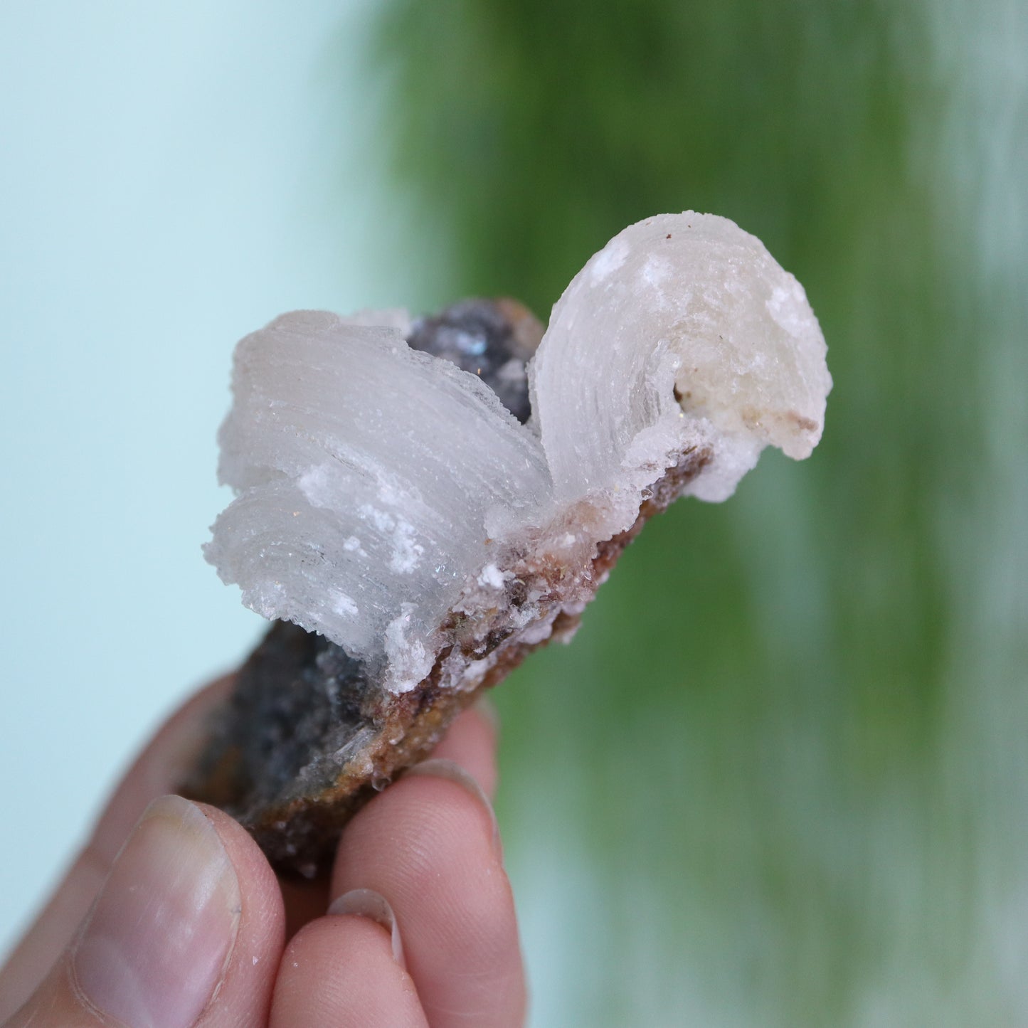 Gypsum var. Rams horn