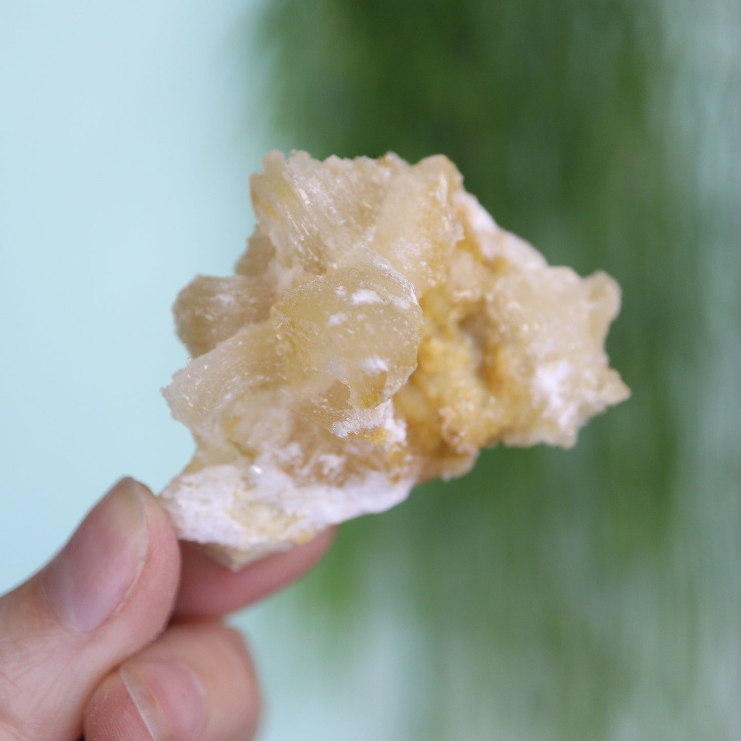 Gypsum var. Rams horn