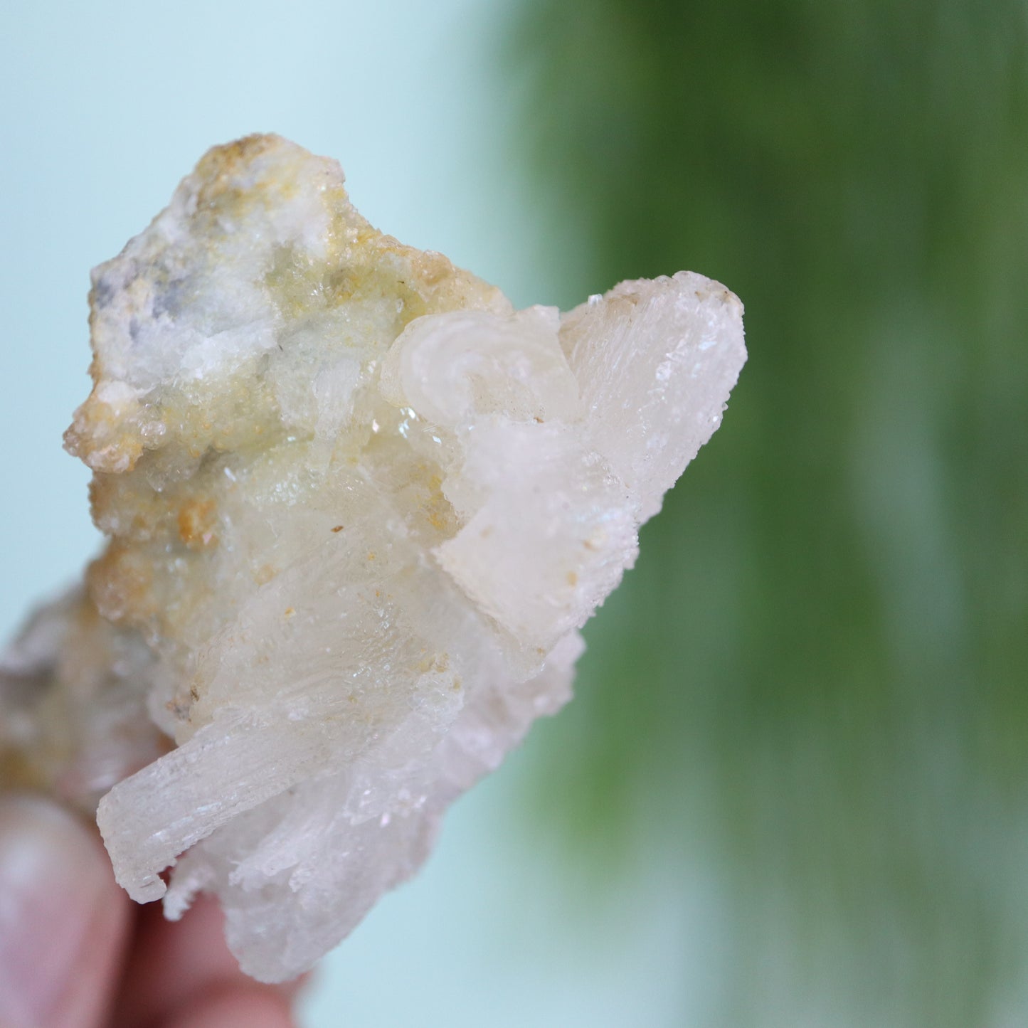 Gypsum var. Rams horn