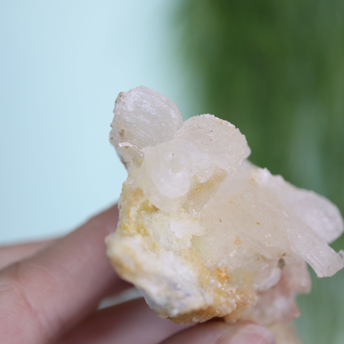 Gypsum var. Rams horn