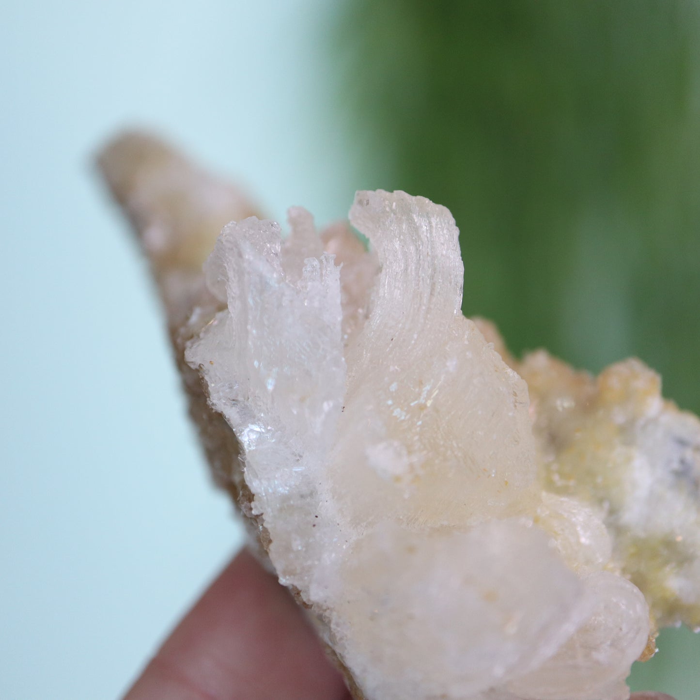 Gypsum var. Rams horn