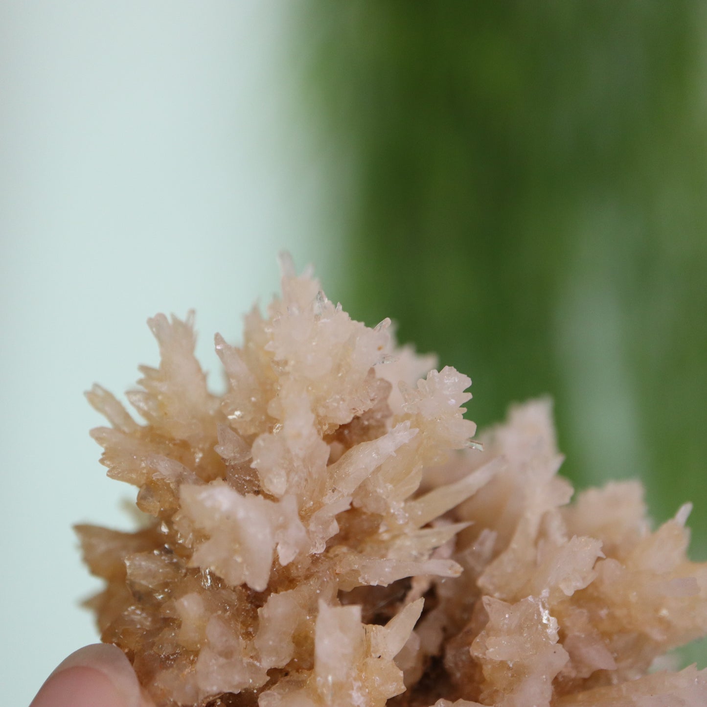 Coral Calciet