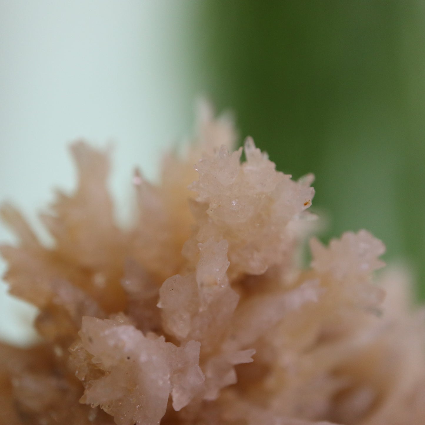Coral Calciet