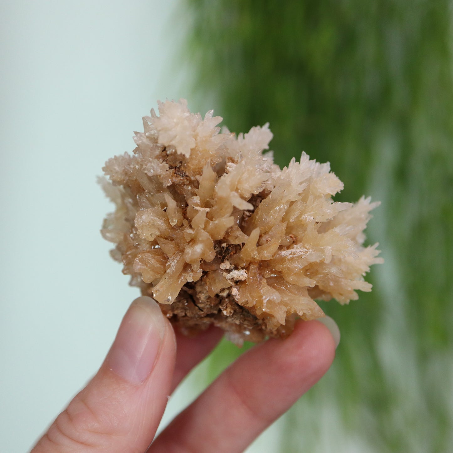 Coral Calciet