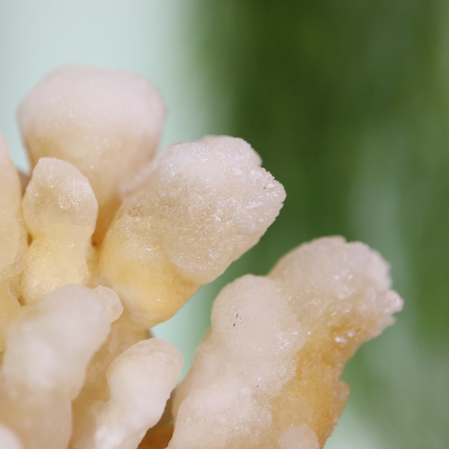 Coral Calciet