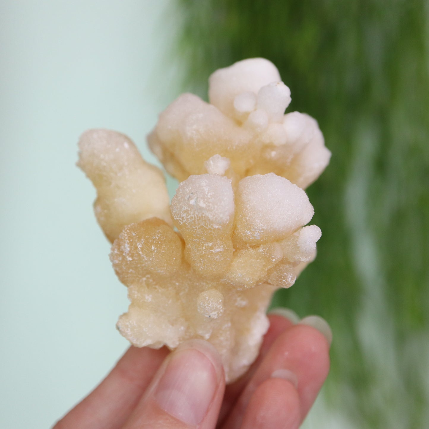 Coral Calciet