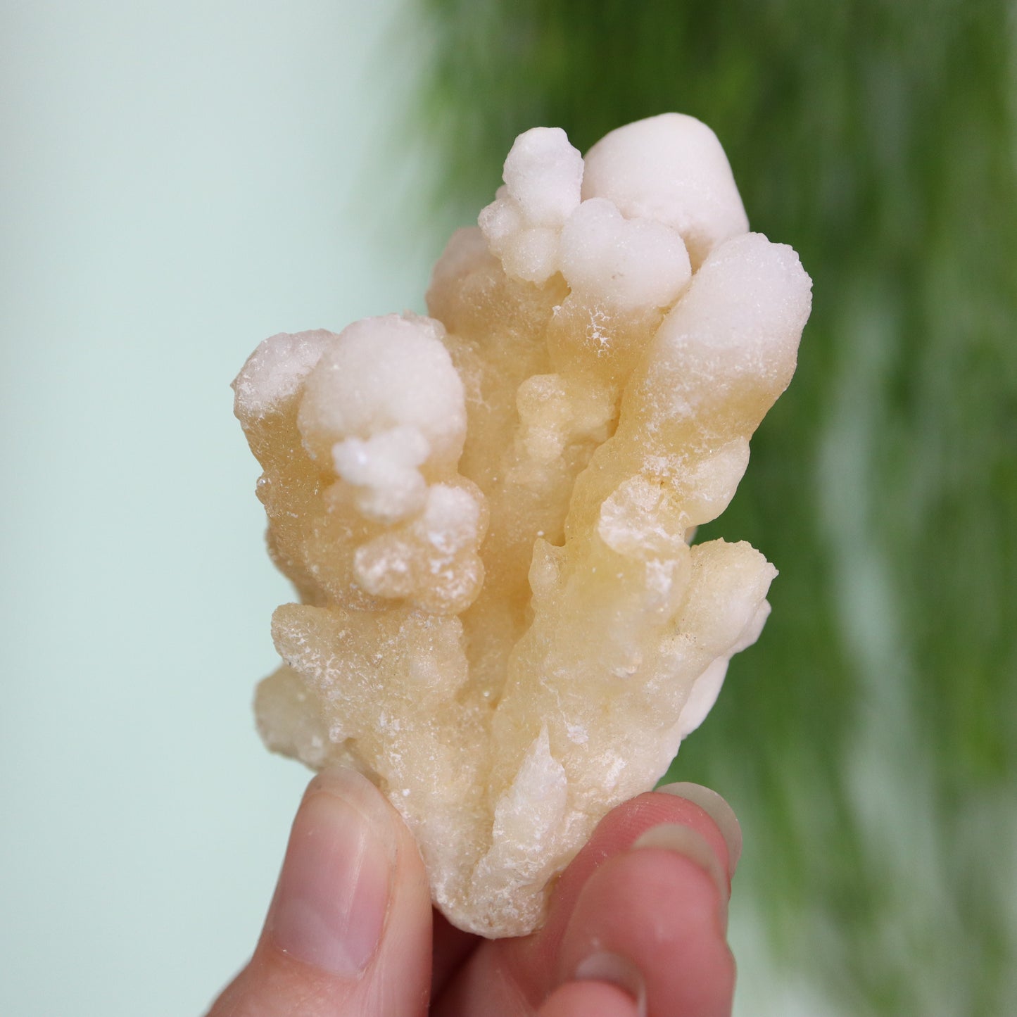 Coral Calciet