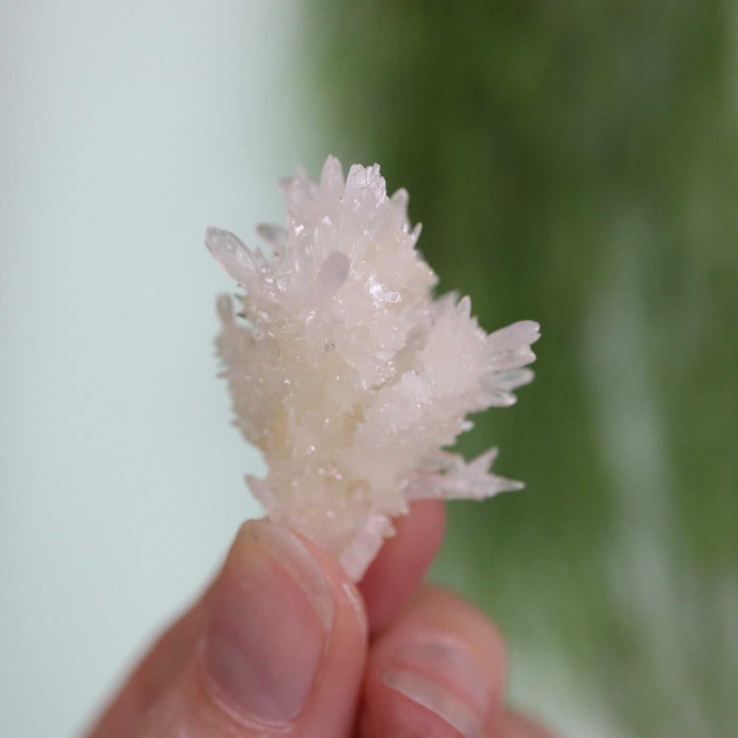 Coral Calciet