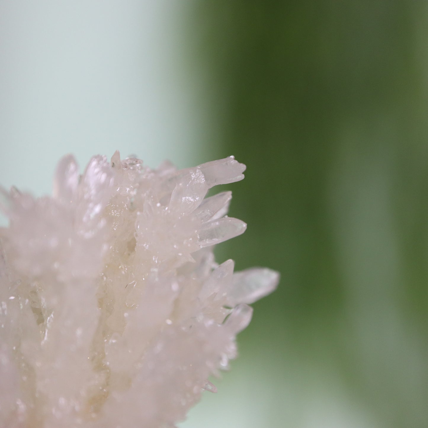 Coral Calciet