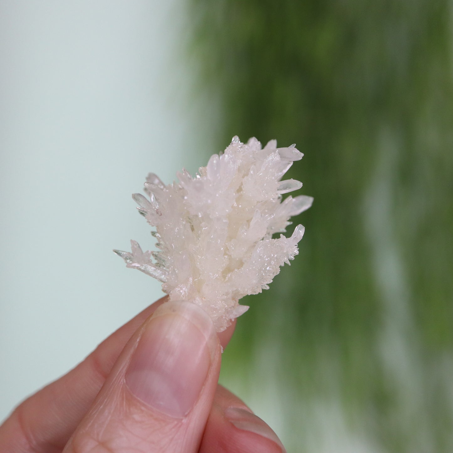 Coral Calciet