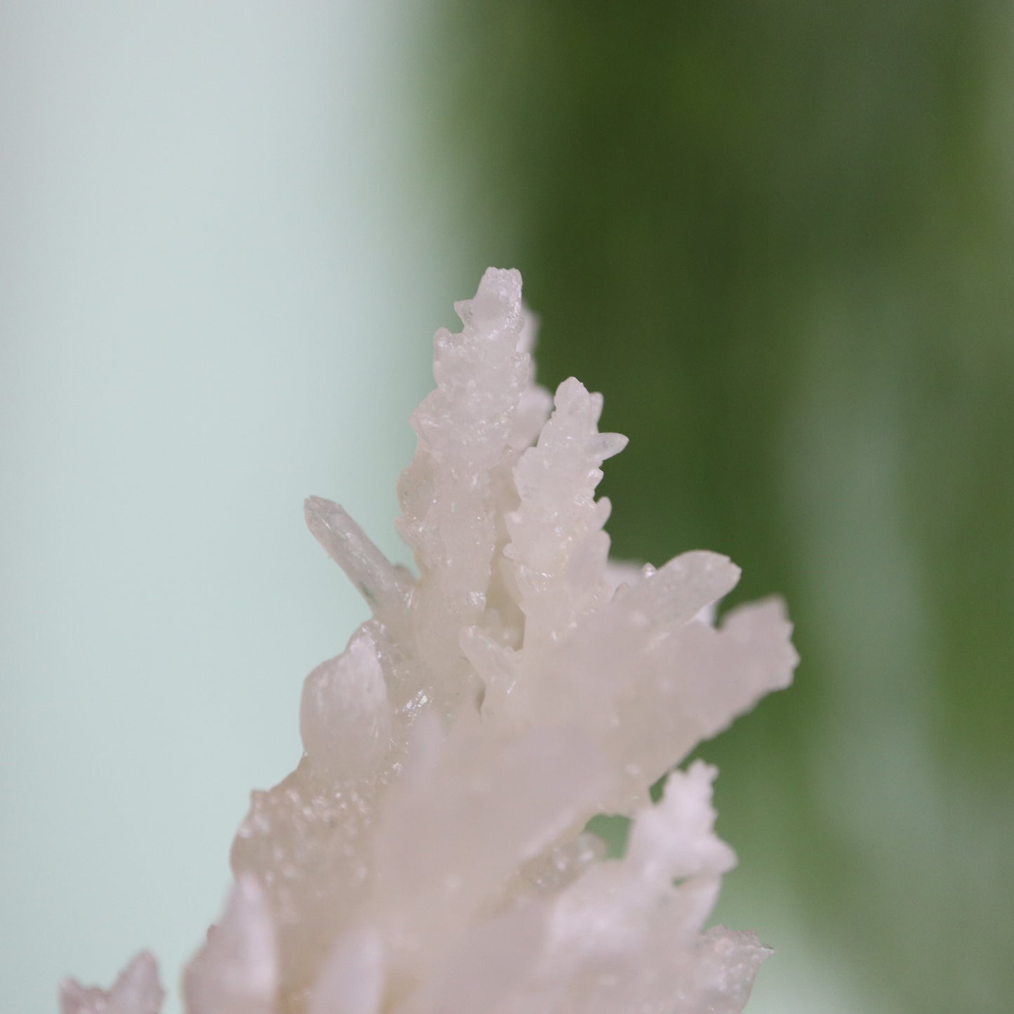 Coral Calciet