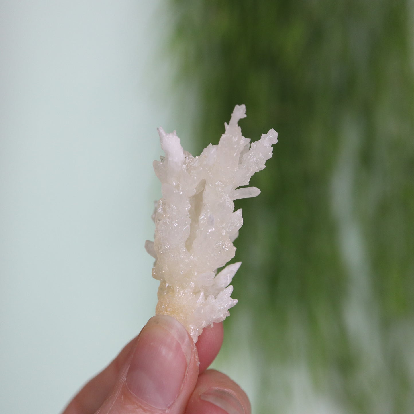 Coral Calciet