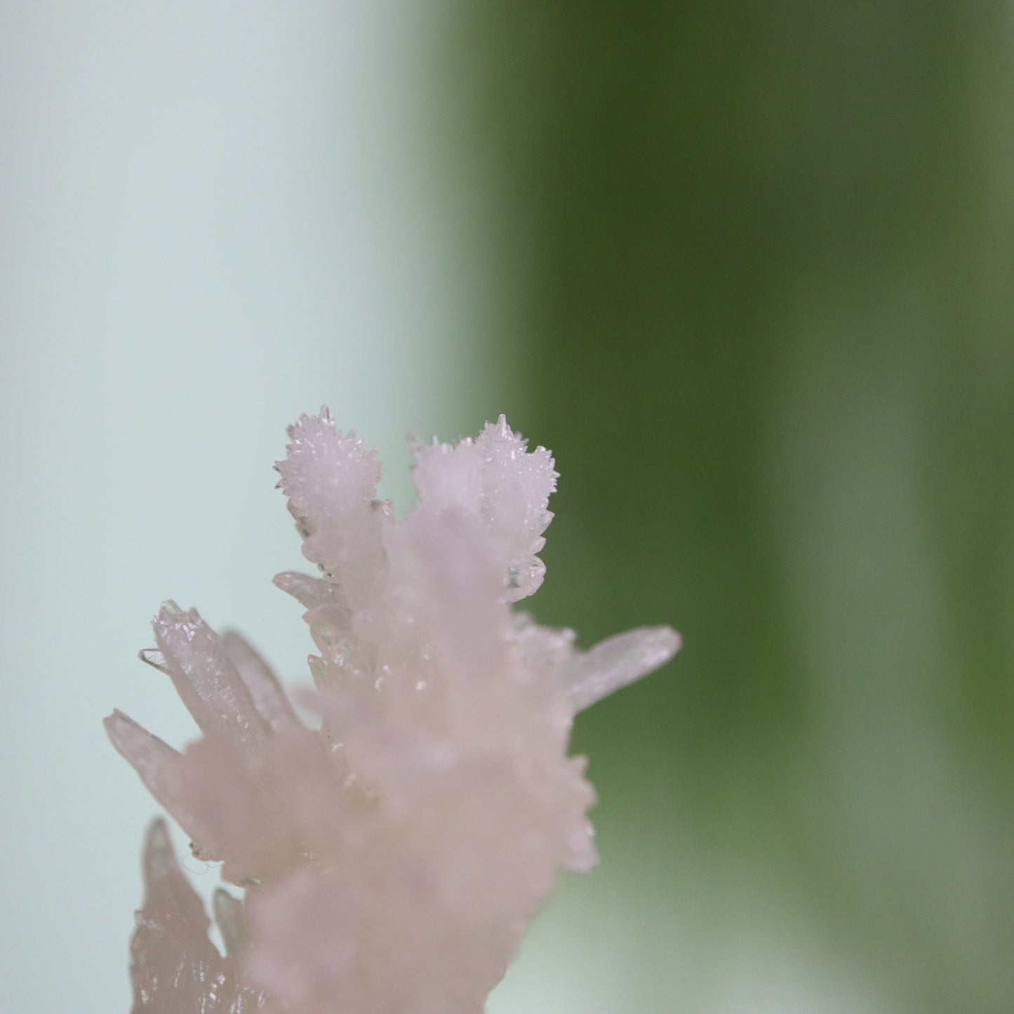 Coral Calciet