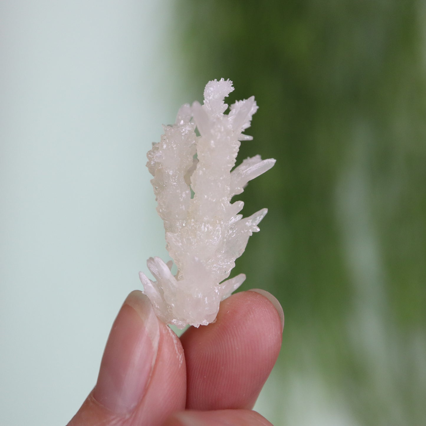Coral Calciet