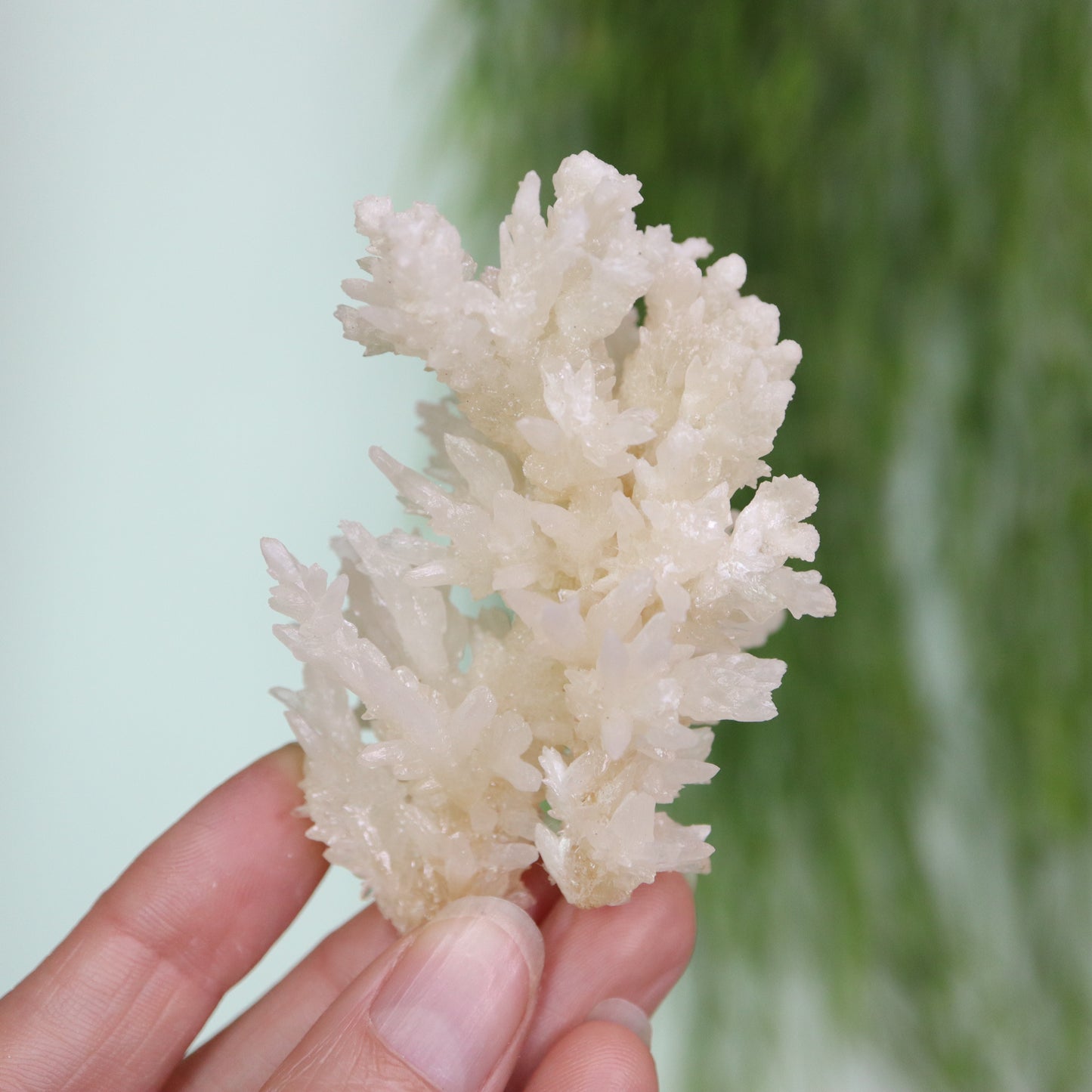 Coral Calciet