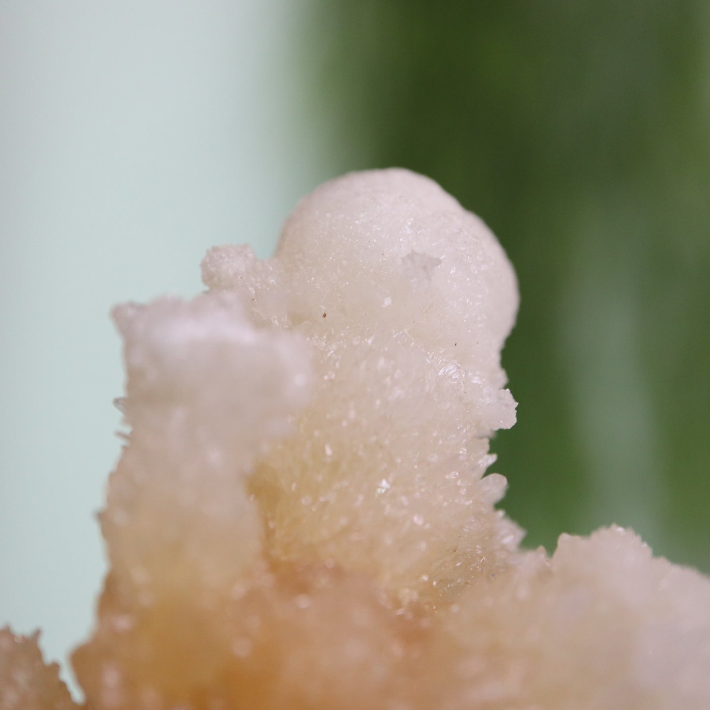 Coral Calciet