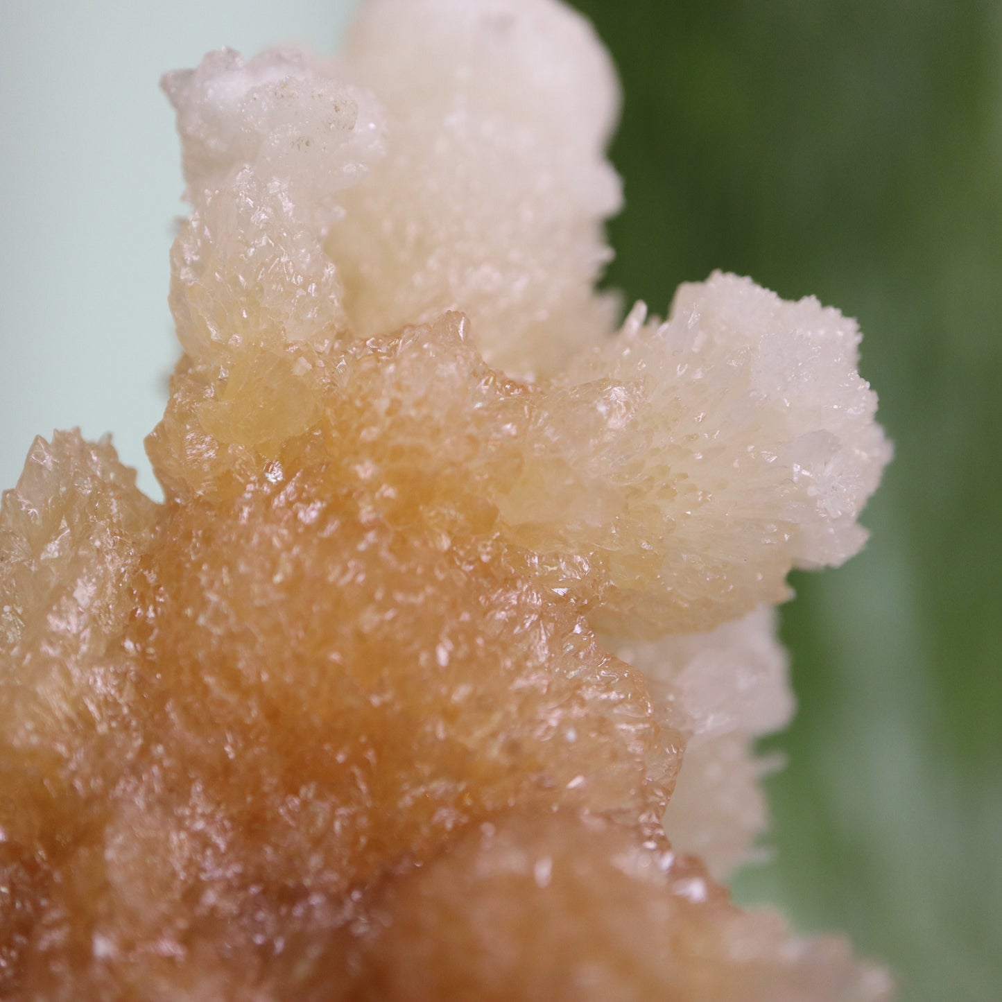 Coral Calciet
