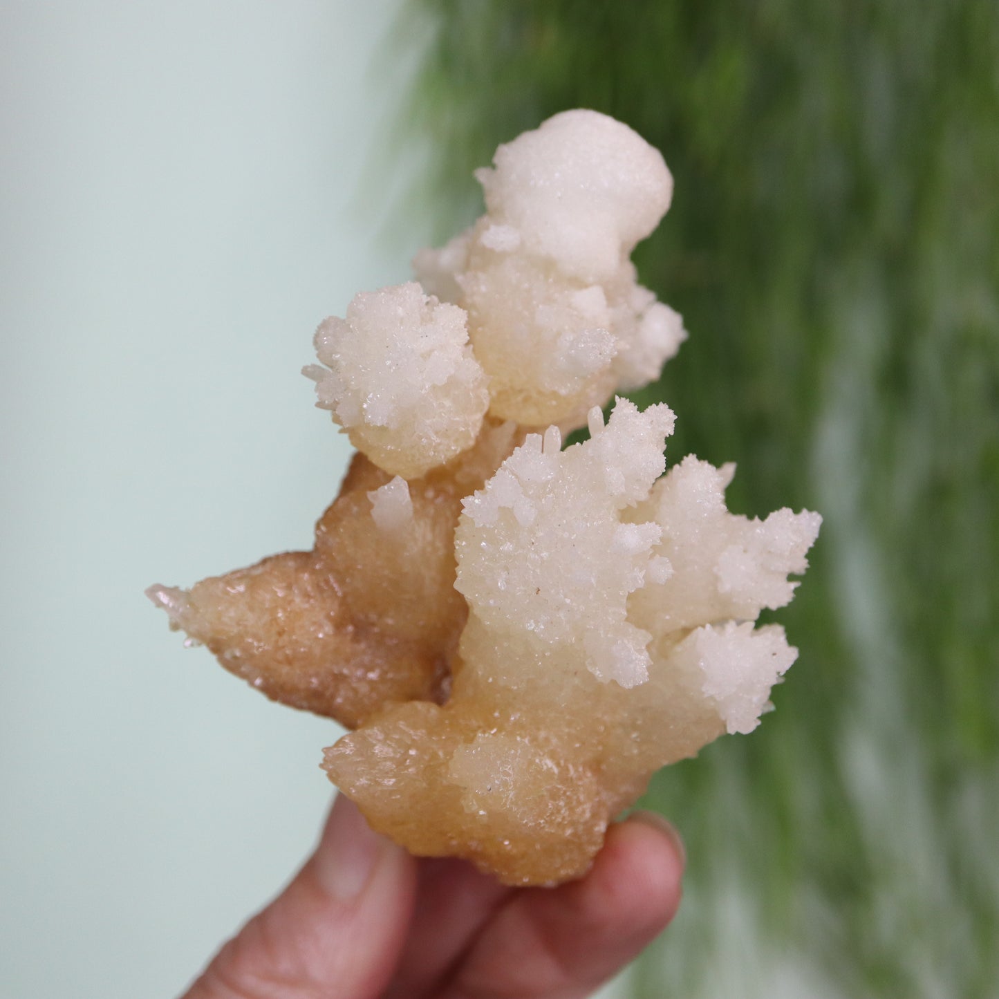 Coral Calciet