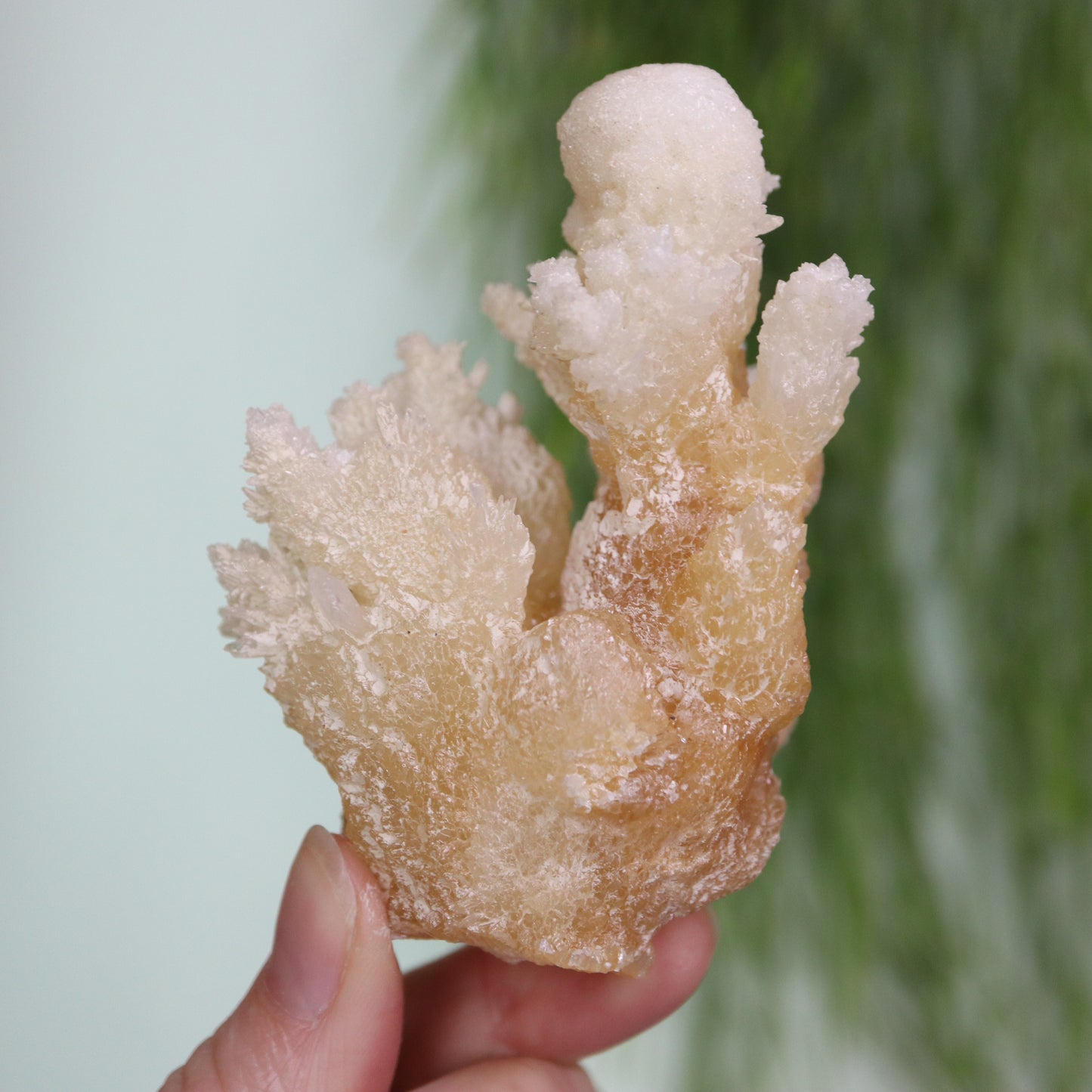 Coral Calciet