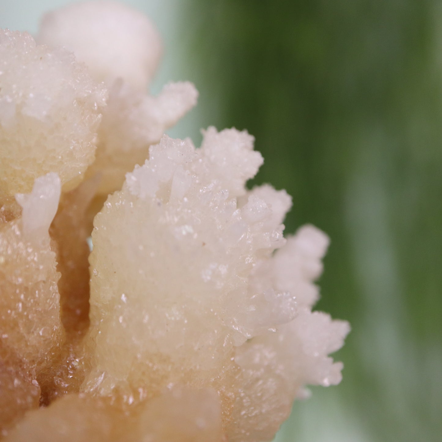 Coral Calciet