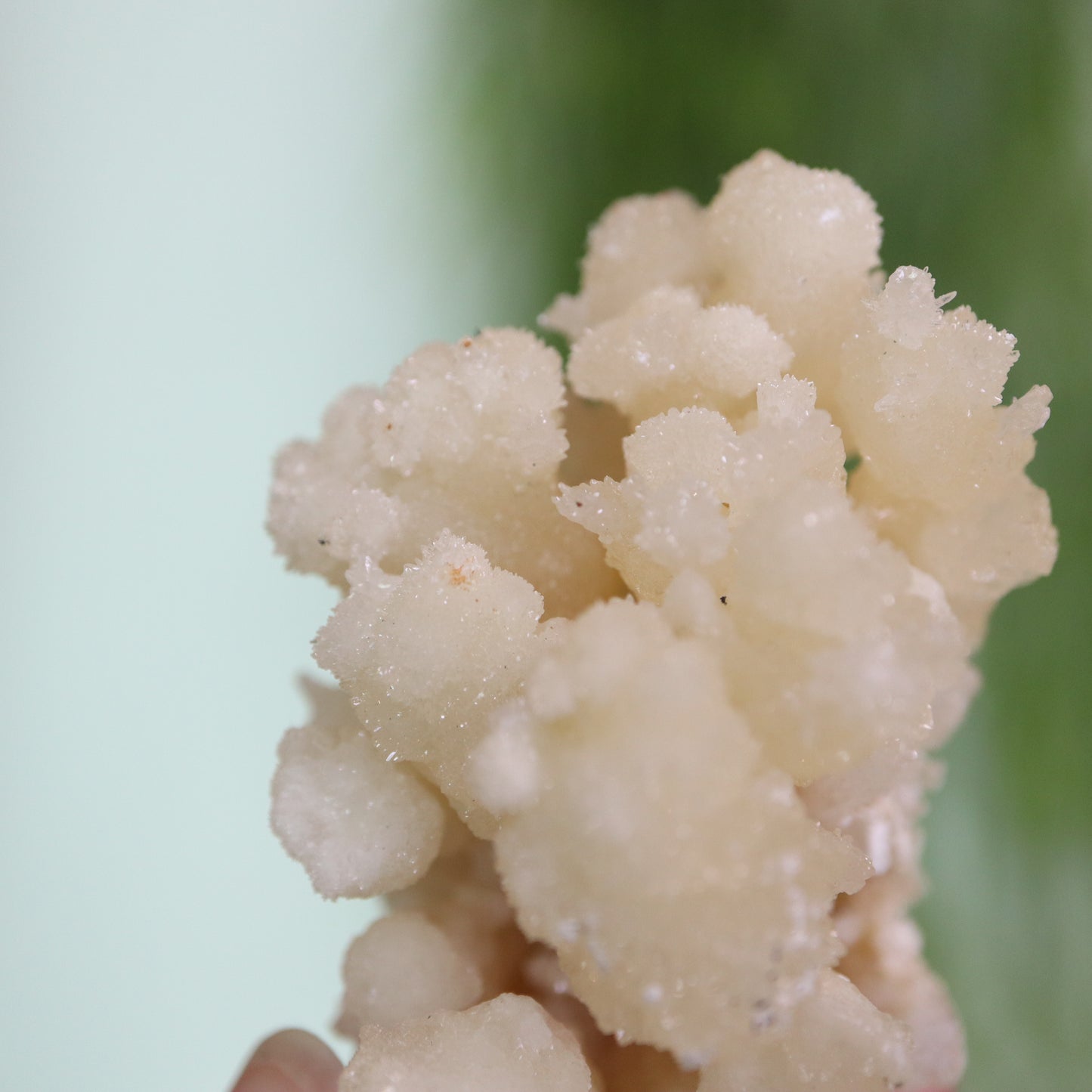 Coral Calciet