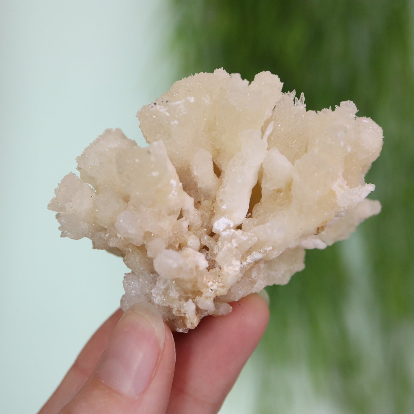 Coral Calciet