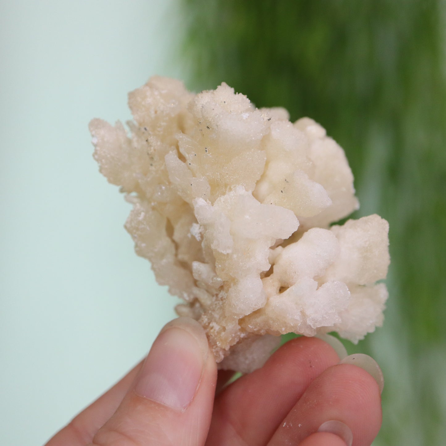 Coral Calciet