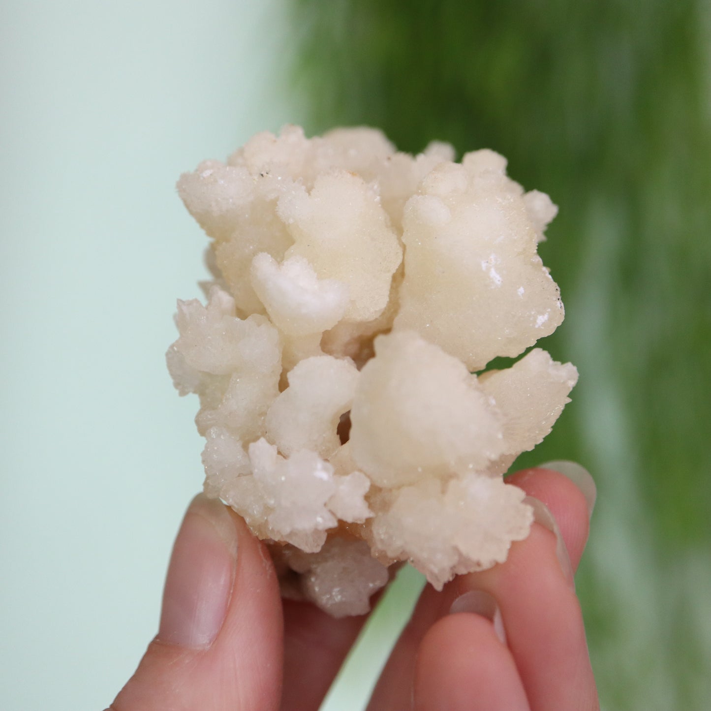 Coral Calciet