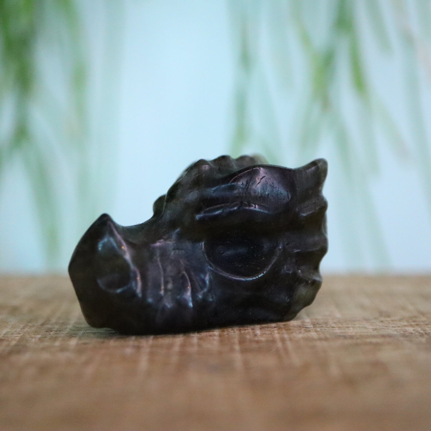 Labradoriet draken schedel