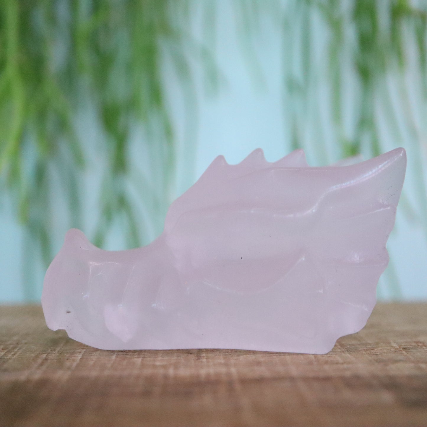 Rozenkwars draken schedel