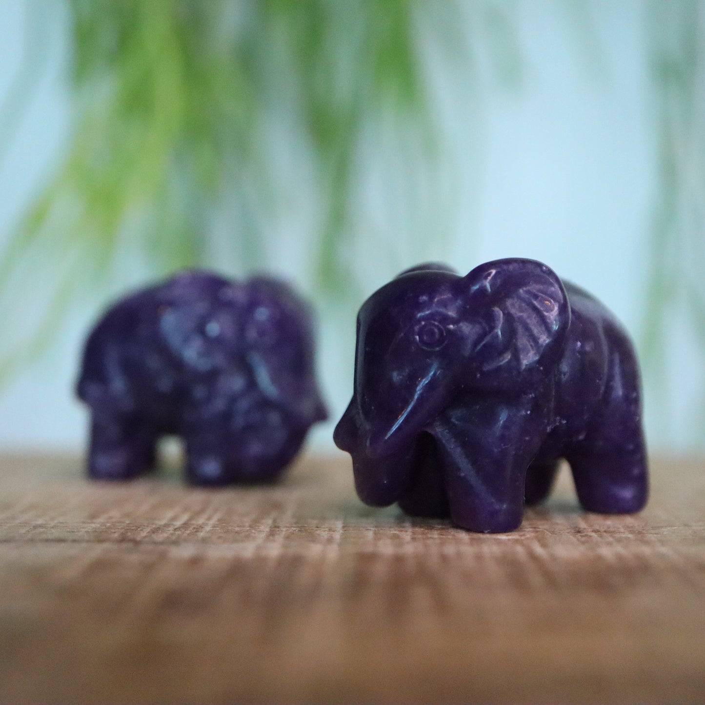Olifant Lepidoliet