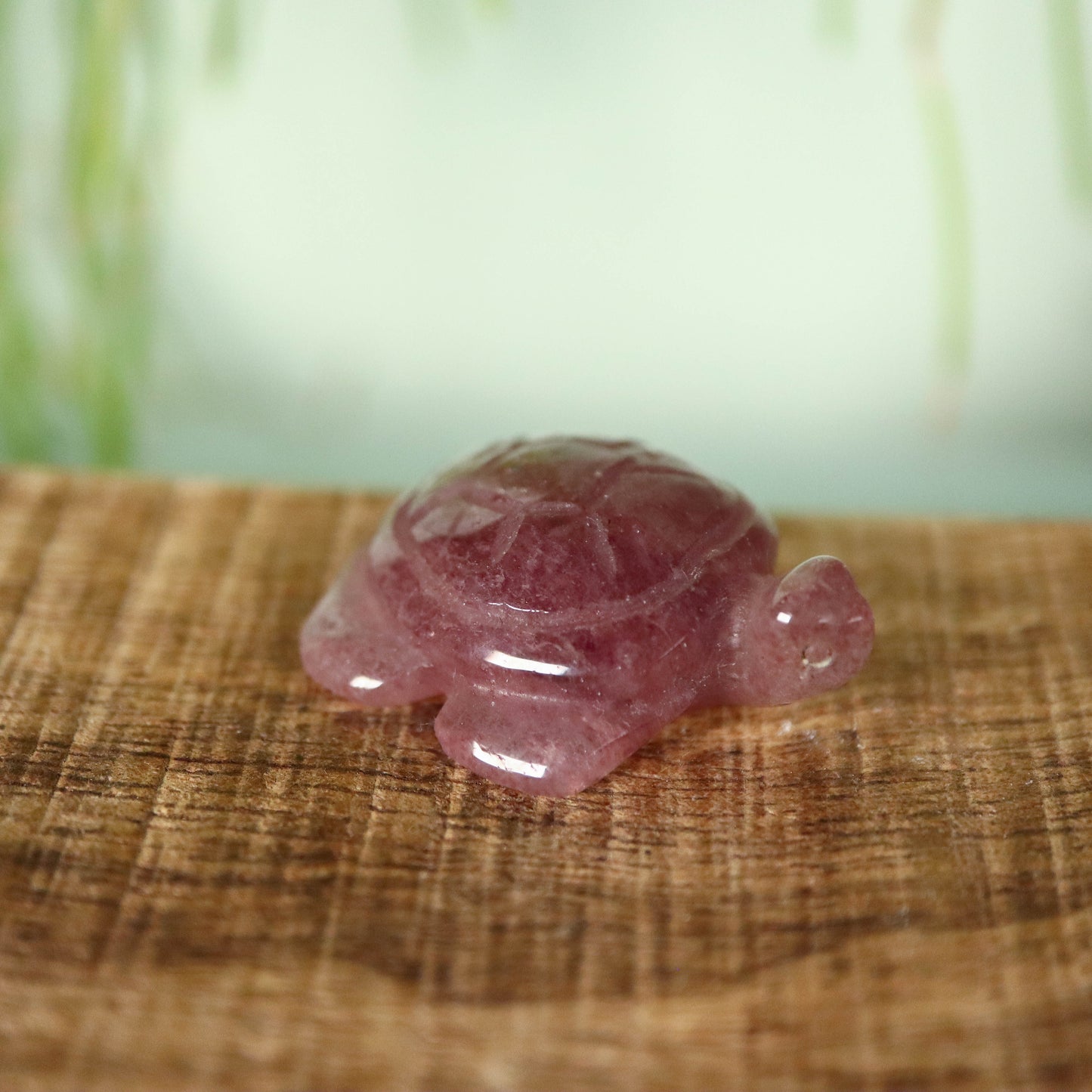 Schildpad Aardbeienkwarts