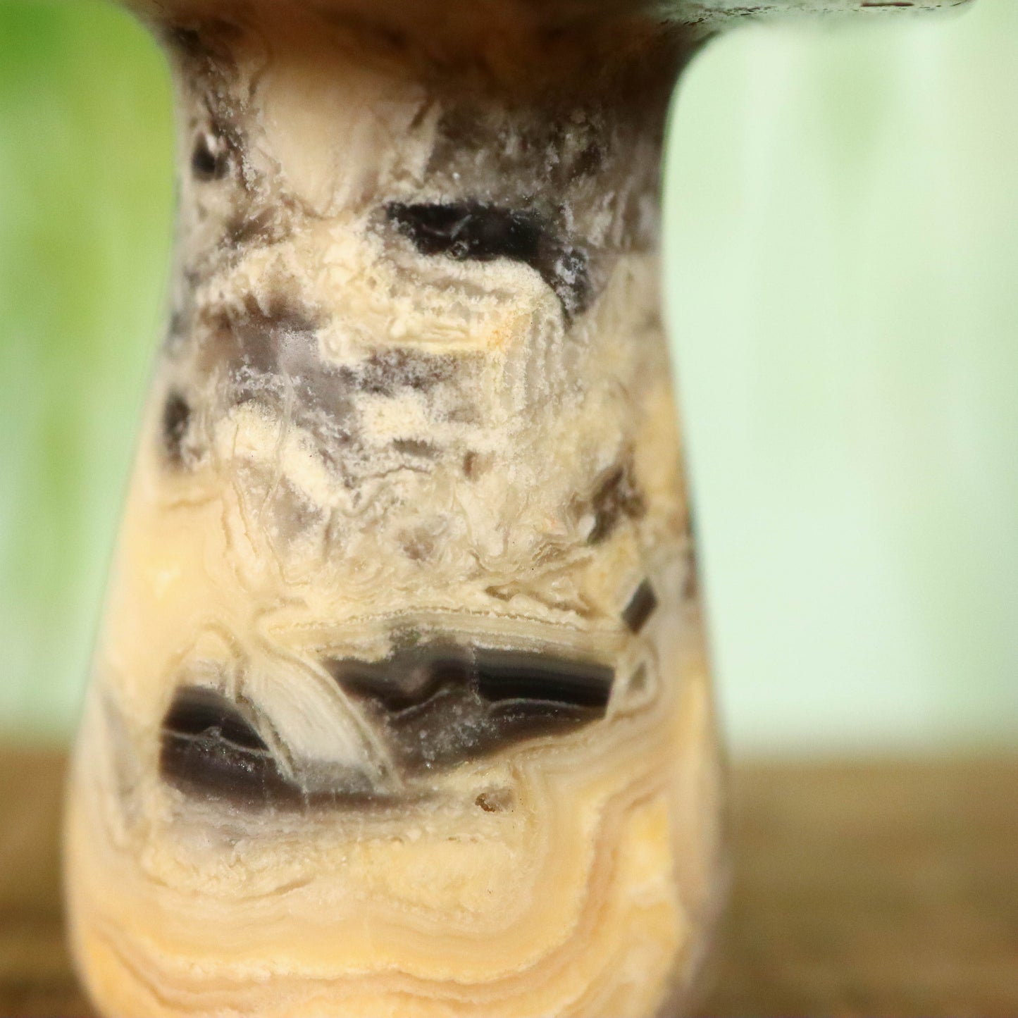 Kant agaat paddenstoel