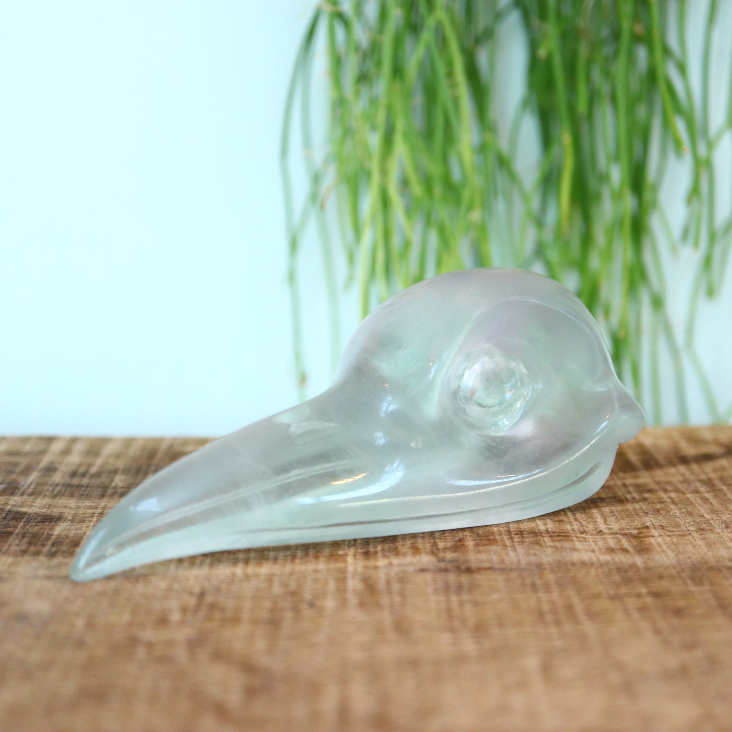 Fluoriet vogel schedel