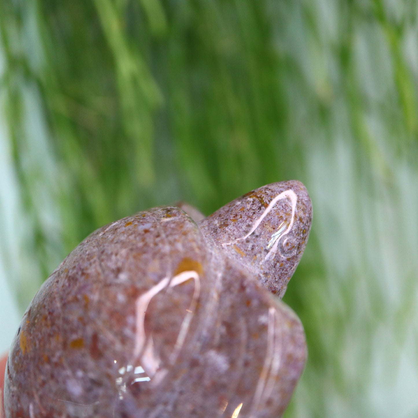 Oceaan jasper schildpad