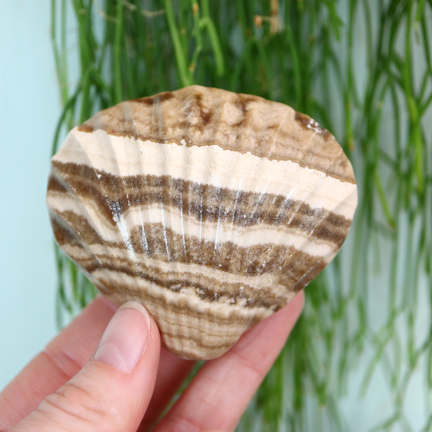 Calciet schelp