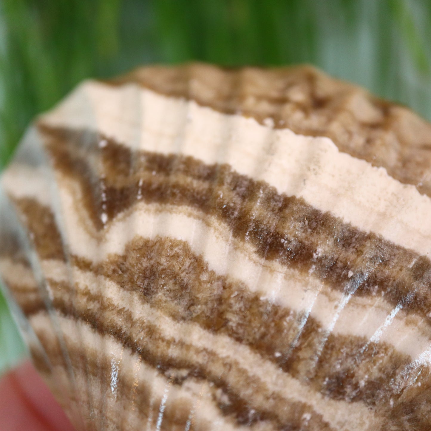 Calciet schelp
