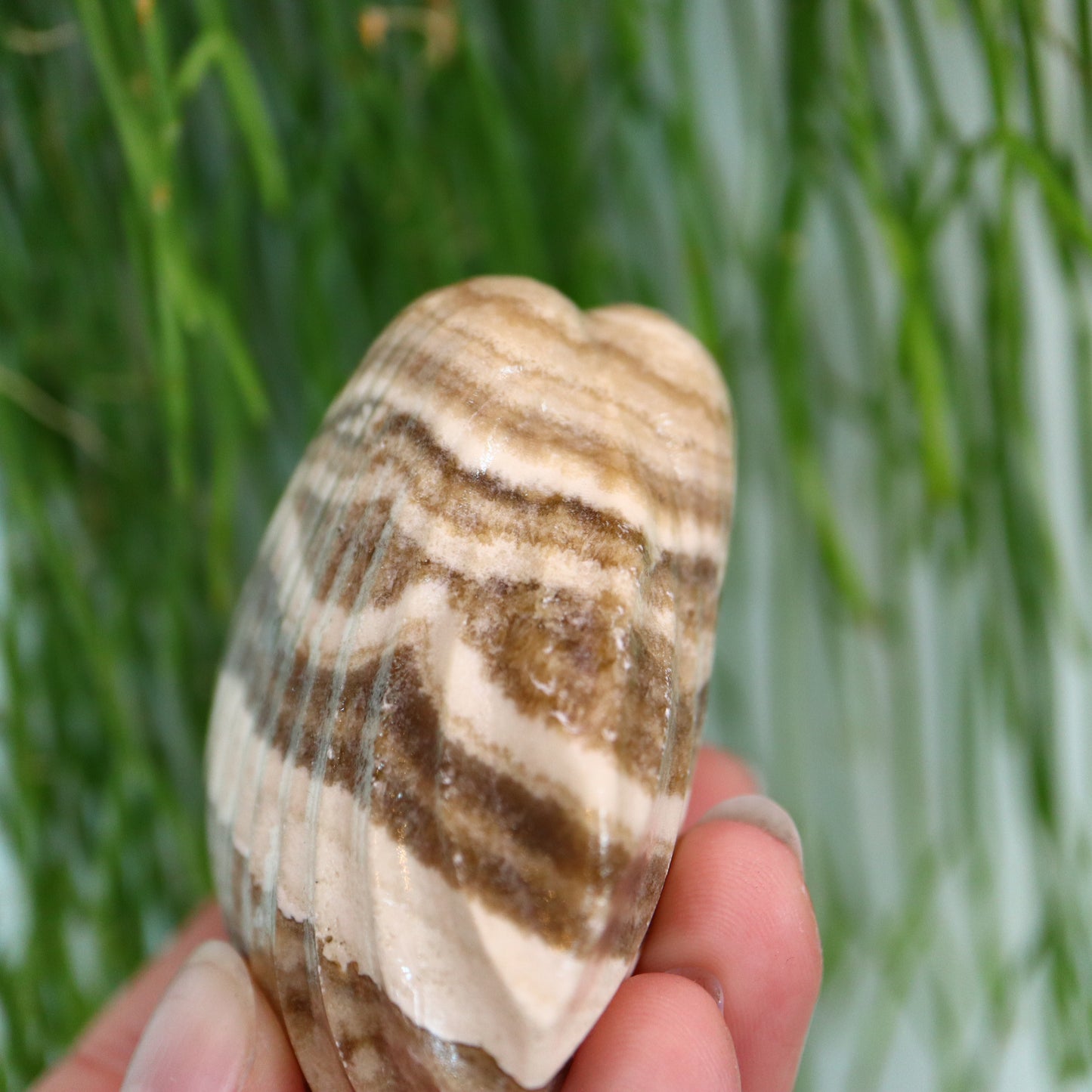 Calciet schelp