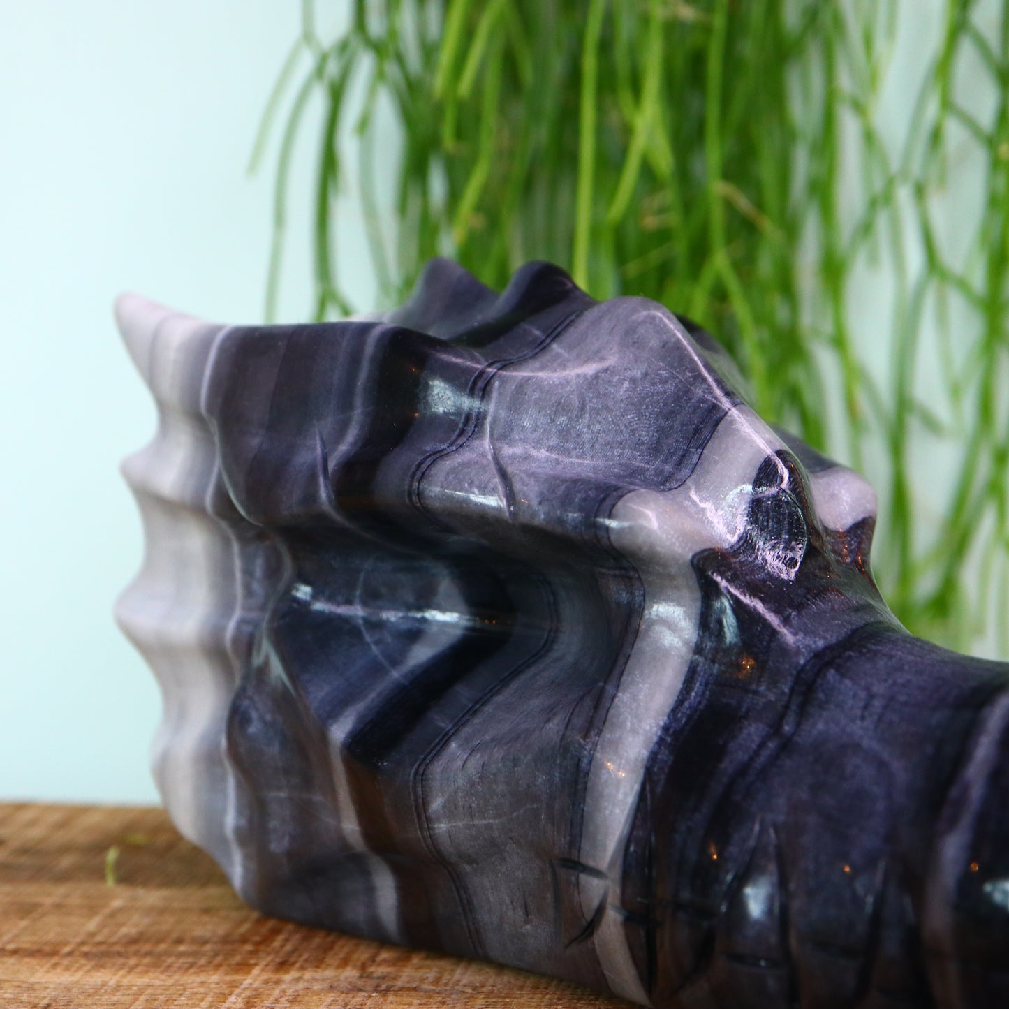 Draken schedel Calciet XL