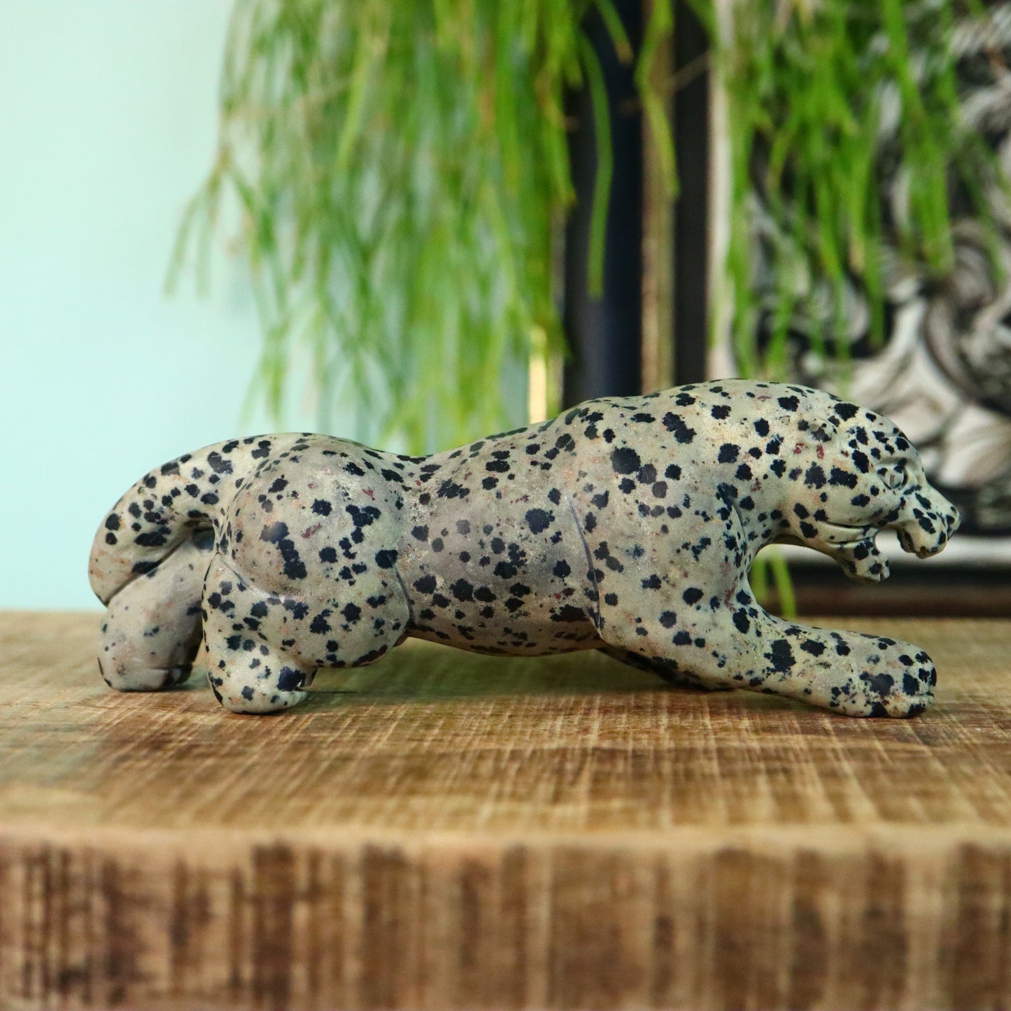 Dalmatiër Jaspis panther