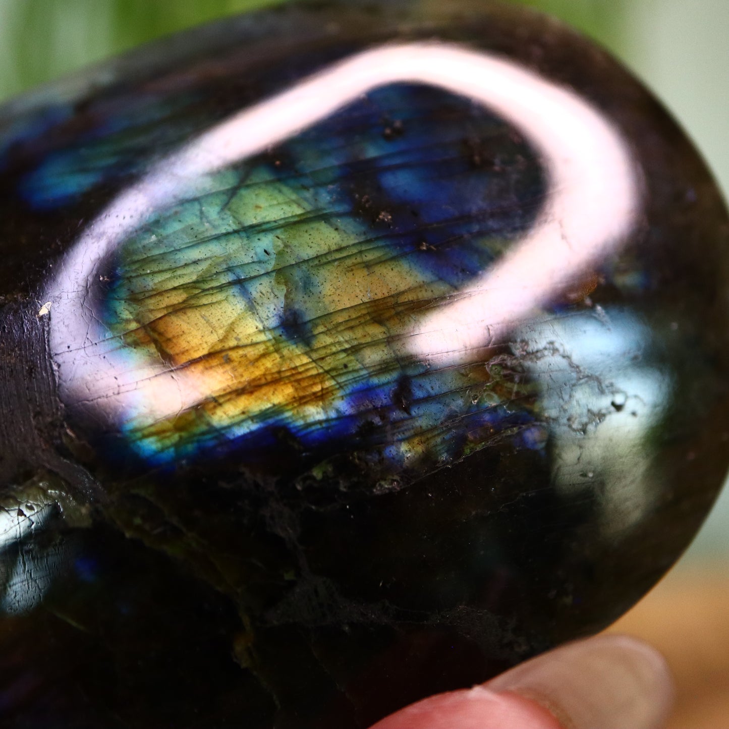 Labradoriet palmsteen