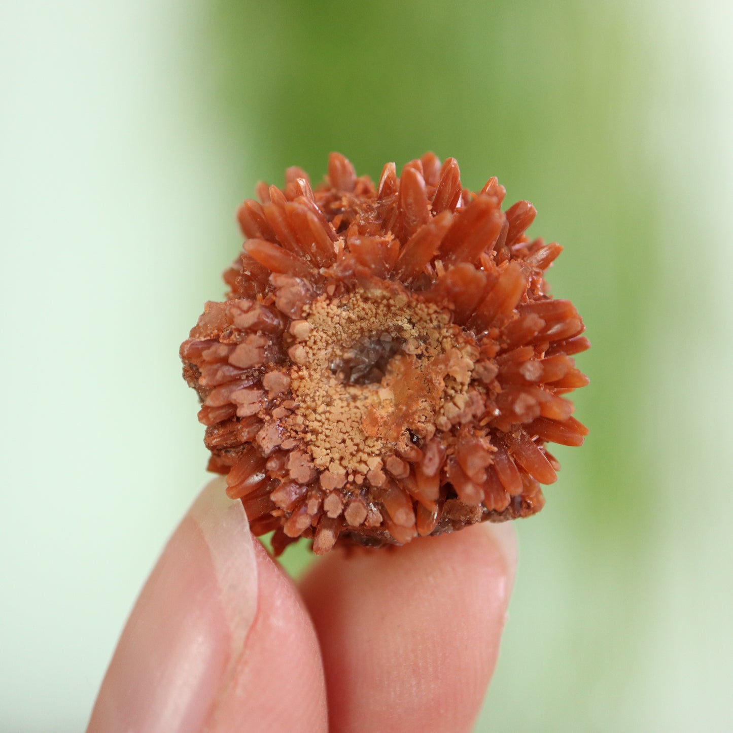 Rode flower calciet