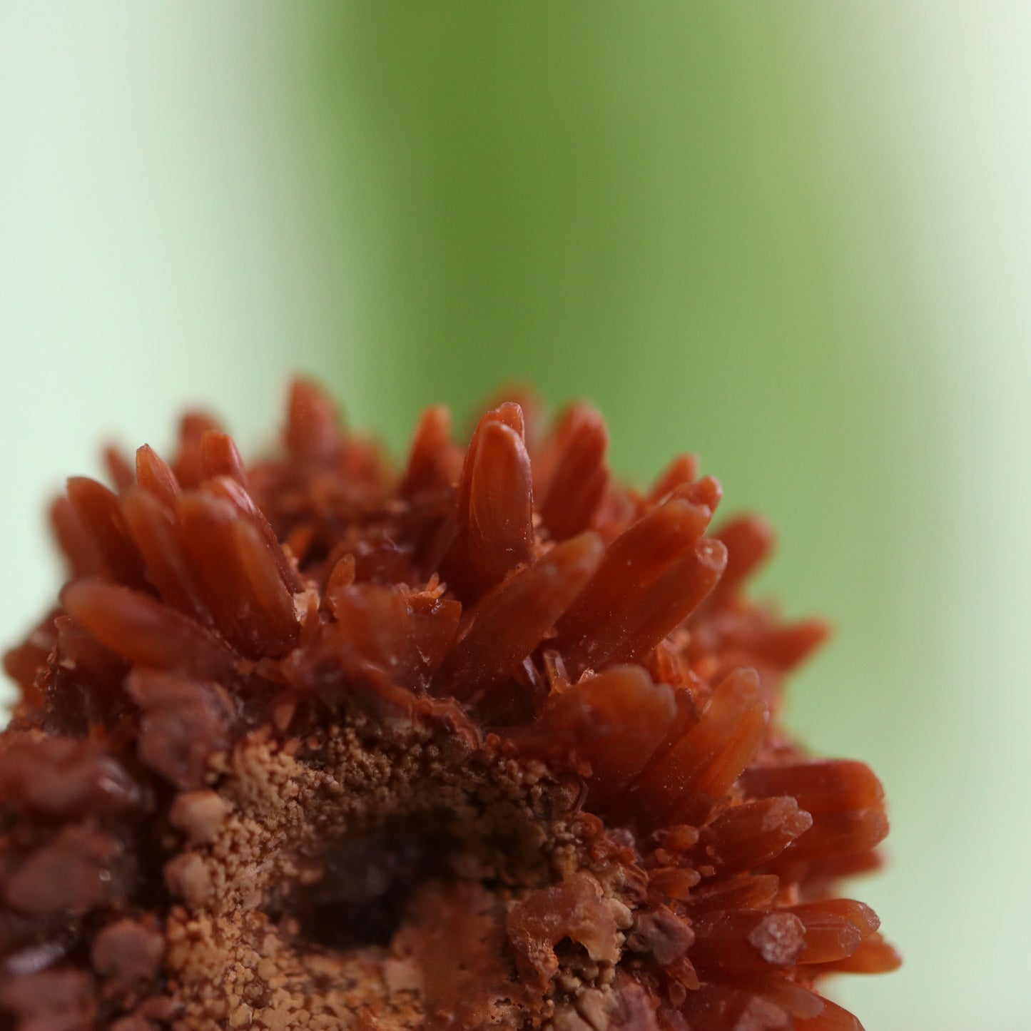 Rode flower calciet