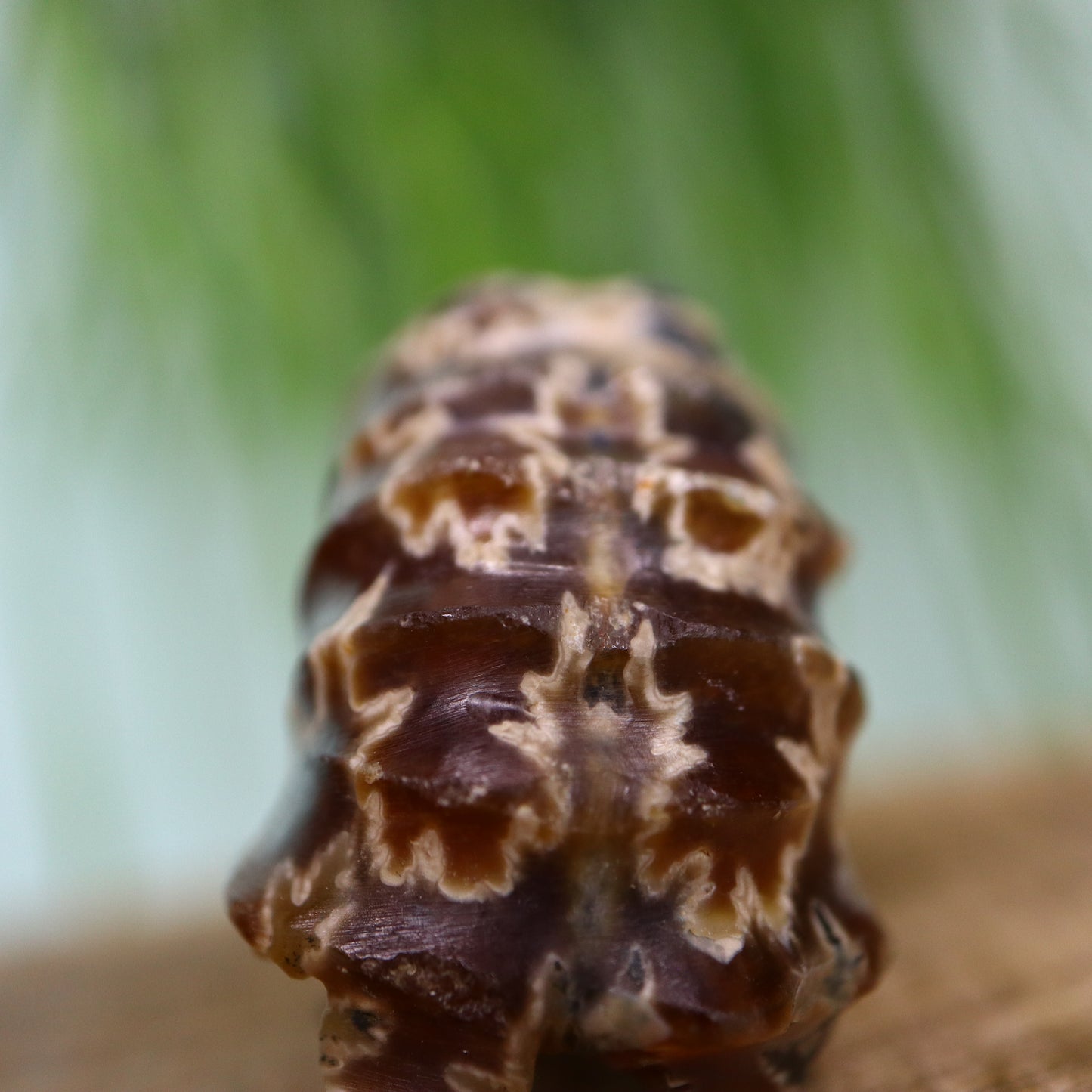 Douvilleiceras
