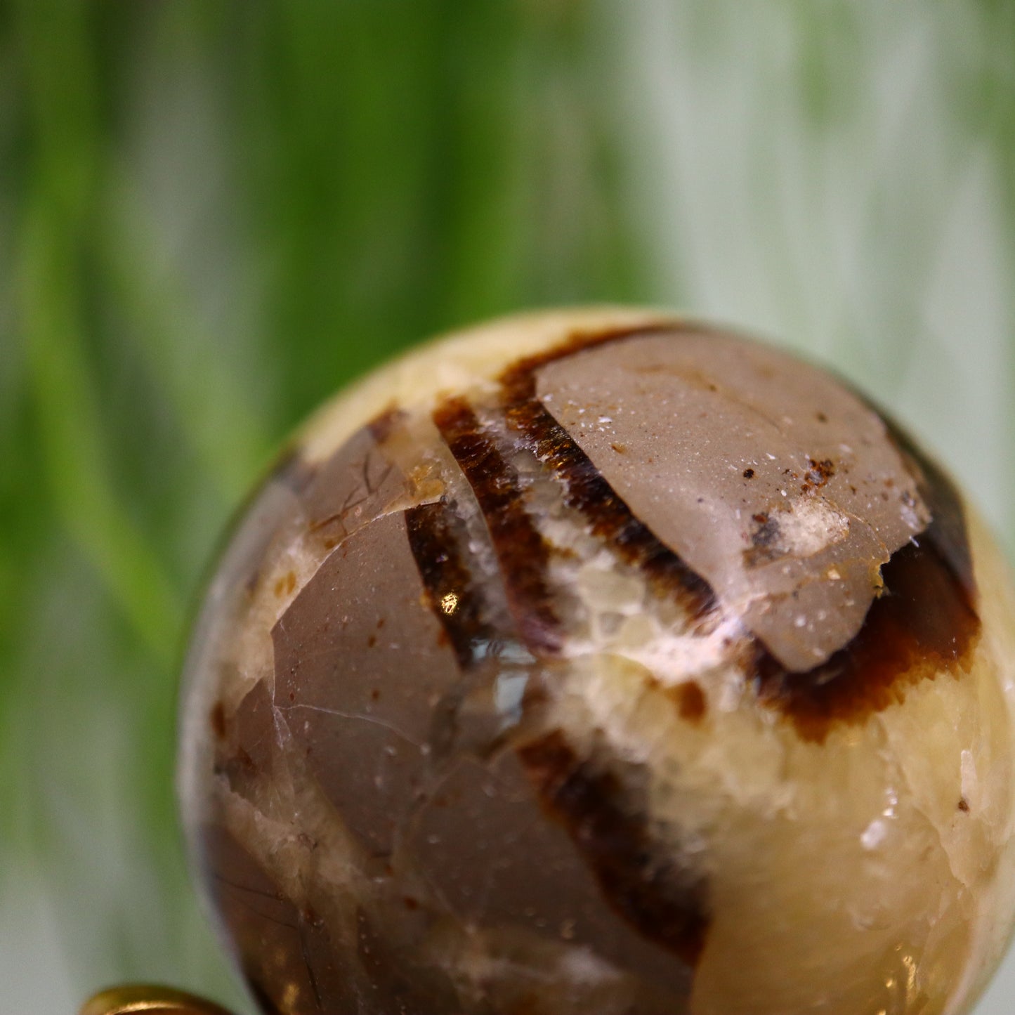 Septarie
